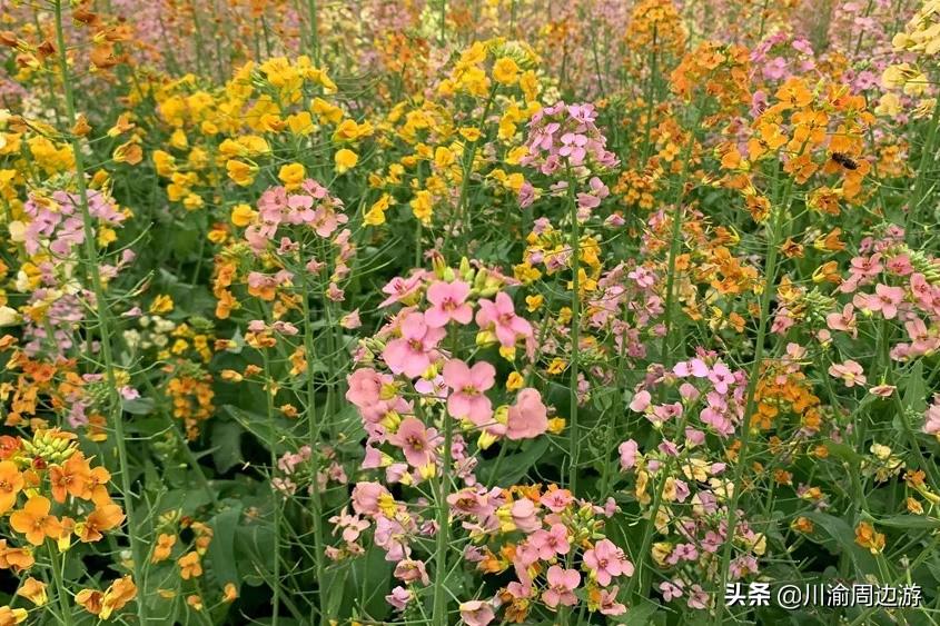 给大家爆料一下阿微信卡五星麻将软件-哔哩哔哩 