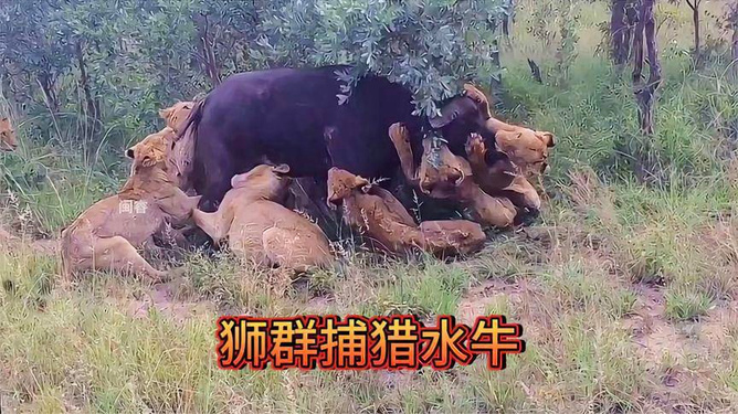 5分钟教会你“轩辕大厅斗牛有挂吗”-太坑了原来有挂