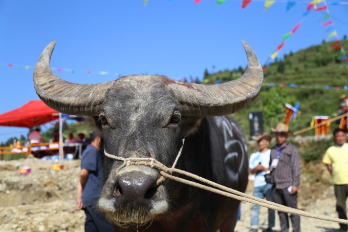 大唐斗地主软件有挂（大唐斗地主挂使用视频）