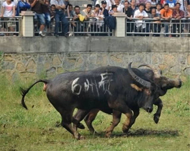 火爆全网!民间农村斗牛牛技巧手法 钱_大神怎么打一《我来教教你怎么赢 》