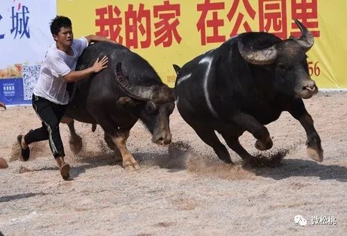 火爆全网!民间农村斗牛牛技巧手法 钱_大神怎么打一《我来教教你怎么赢 》