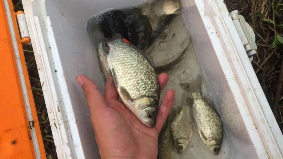 钓水鱼怎样挂饵料视频（钓水鱼用什么饵最好钓）