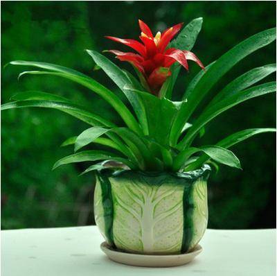 麒麟金花挂（金麒麟花寓意）