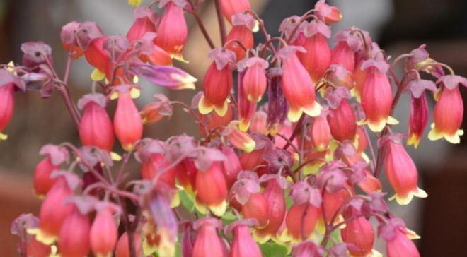 麒麟金花挂（金麒麟花寓意）