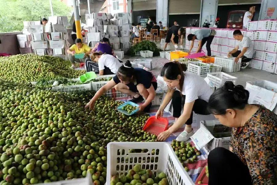 西瓜娱乐跑得快挂（螃蟹背西瓜怎么跑得快）