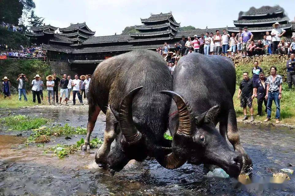 西游互娱斗牛有规律没（西游互娱斗牛有挂吗）
