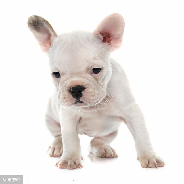 斗牛犬挂白（斗牛犬白色好还是黑色好）