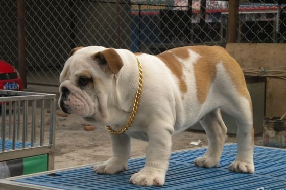 斗牛犬挂白（斗牛犬白色好还是黑色好）