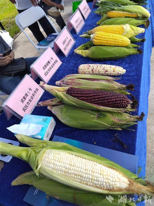 玩家必备攻略“新玉米识别1234设备有没有“推荐4个购买渠道