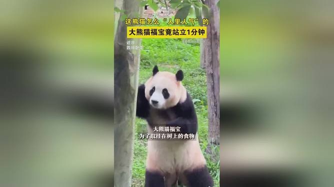 四川凉山熊猫挂树枝上（熊猫挂在树上表情包）