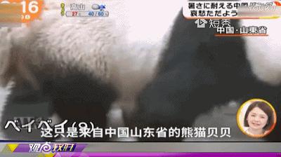 一分钟教你“熊猫麻将开挂控制方法—真实可以装挂