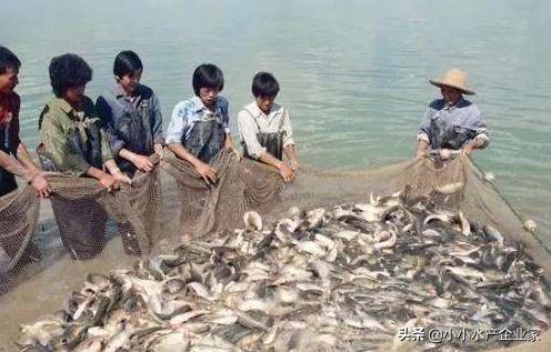 开挂捕鱼的视频（捕鱼开挂神器容易打的死鱼软件下载）