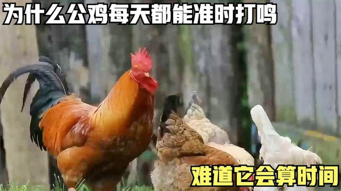 安徽天天比鸡挂（天天比鸡可以买挂吗）