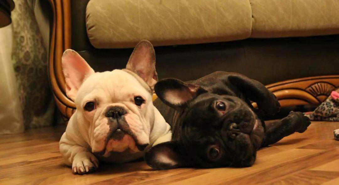 英国斗牛犬遗传规律图片（英国斗牛犬遗传规律图片高清）