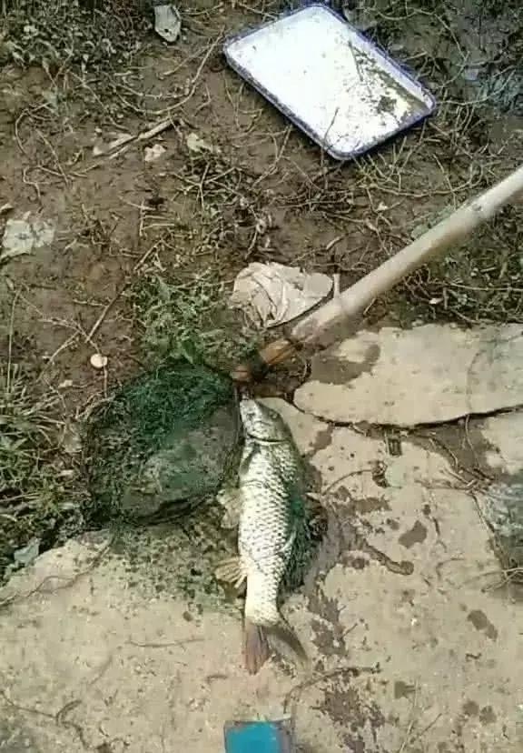 龙王捕鱼有漏洞吗视频讲解（龙王捕鱼教程）