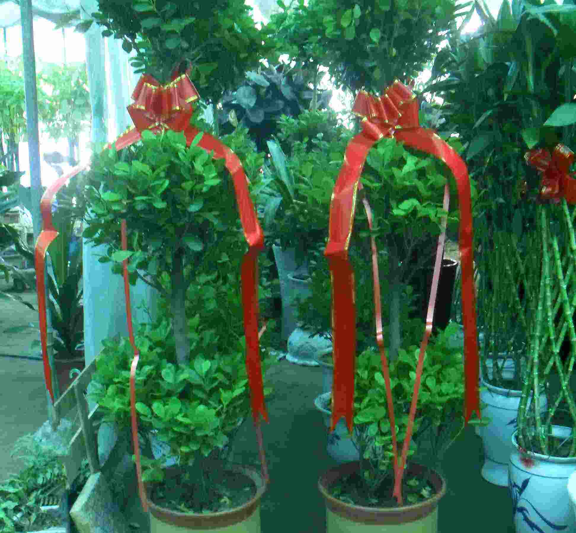 搬新家的摇钱树怎么挂（进屋摇钱树要用什么树）