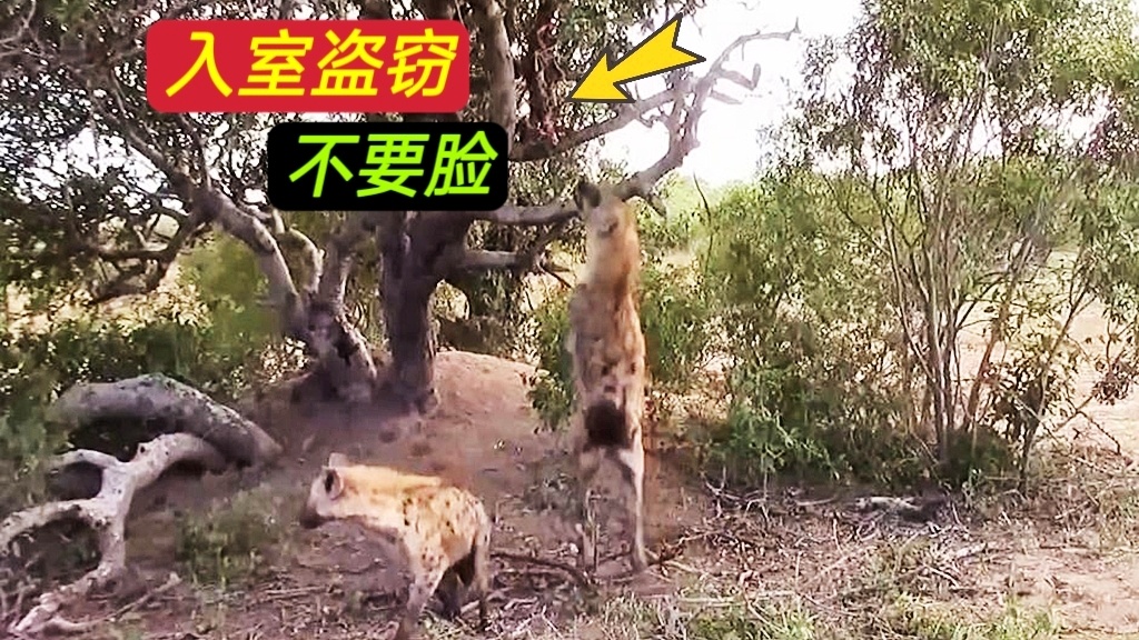 豹子把猎物挂树上猎狗干瞪眼（豹子把猎物拖上树）