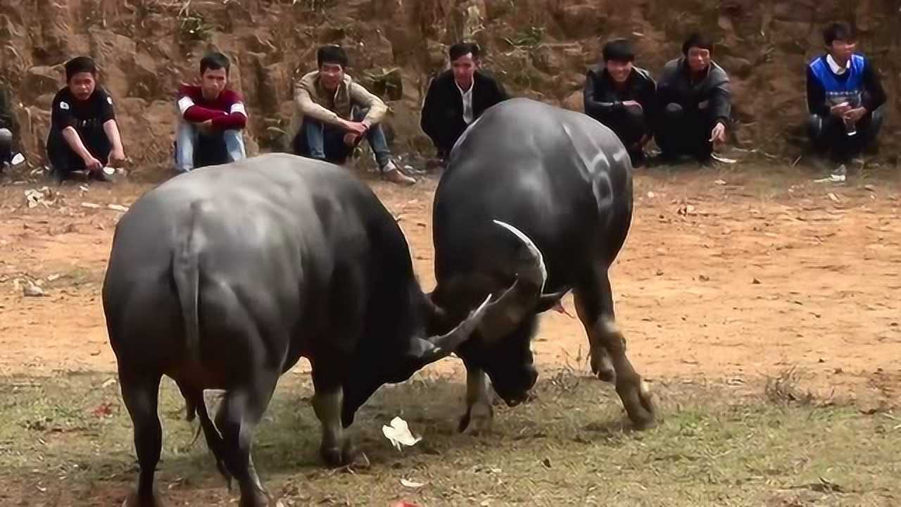 优选推荐“斗牛通用挂(确实有挂)-知乎