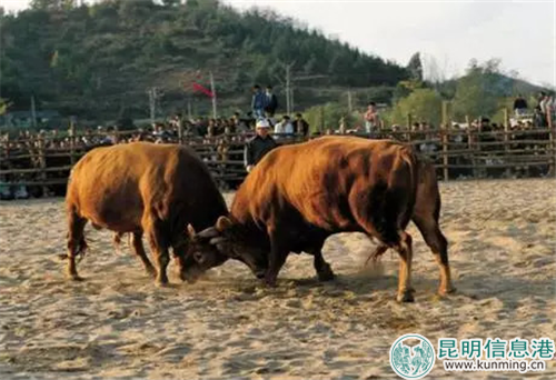 阿拉斗牛透视挂苹果版（阿拉斗牛能开挂吗）