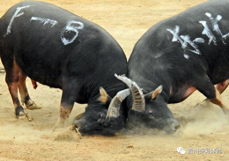 5分钟教会你“普通牌斗牛用什么设备“推荐7个购买渠道