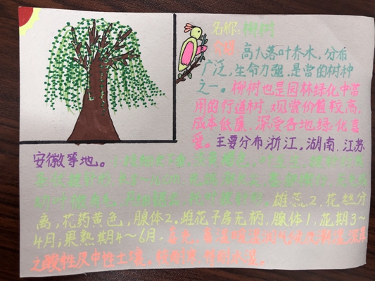 挂树牌作文四百字（给树挂牌子）
