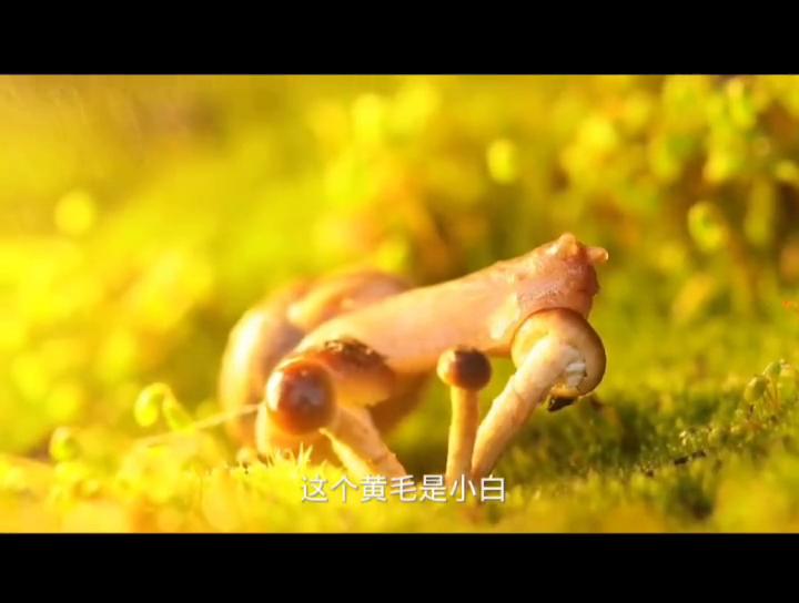 关于刨幺直播间的游戏怎么挂的信息
