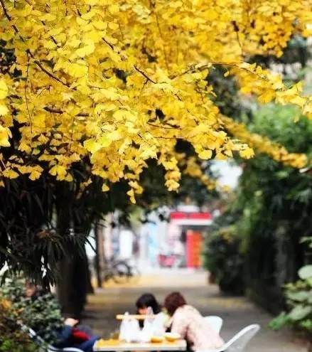 成都银杏麻将晚上开挂（成都银杏观赏）