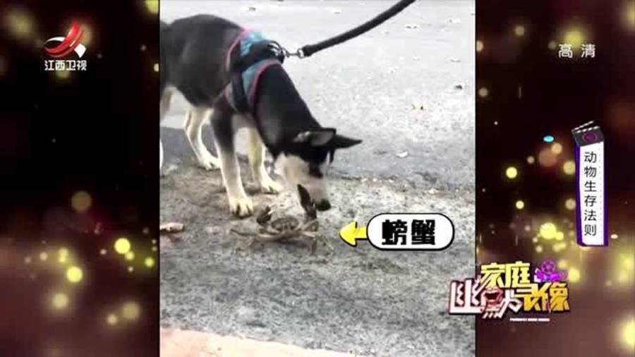 哈狗十三道输赢规律（哈狗十三道怎么算）