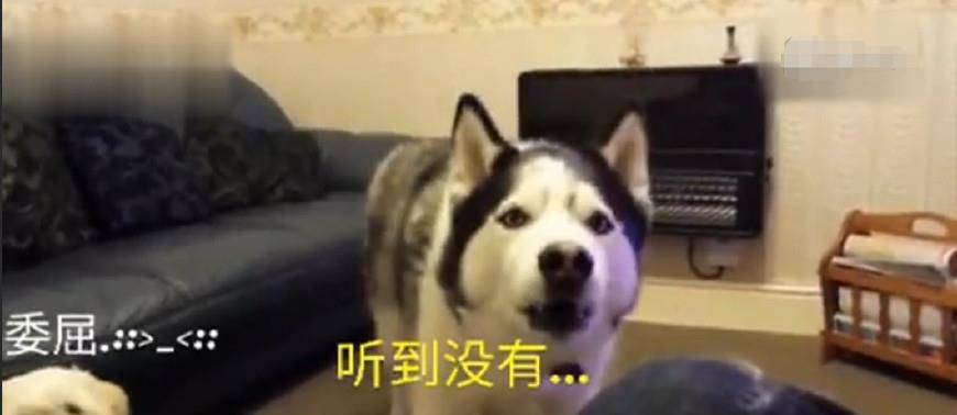哈狗十三道输赢规律（哈狗十三道怎么算）