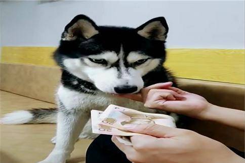 哈狗挂哈币（哈狗游戏哈币）